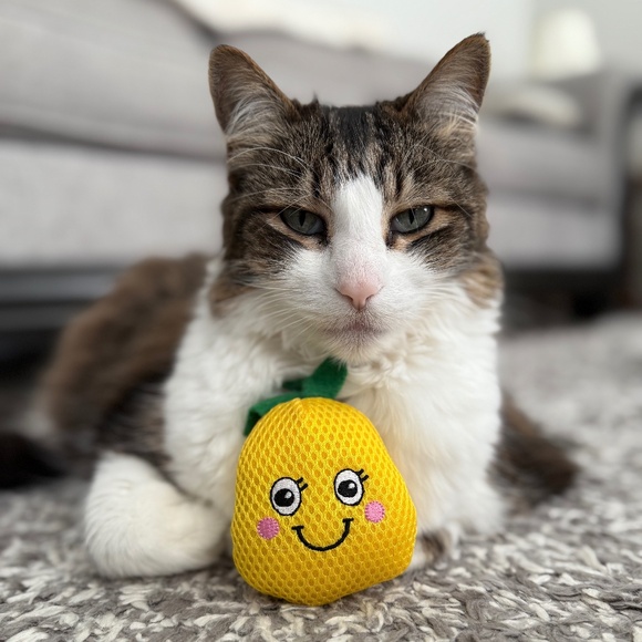 Meet your Posher, Terri - Picture 1 of 1